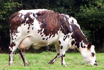 Magnifique specimen de vache normande